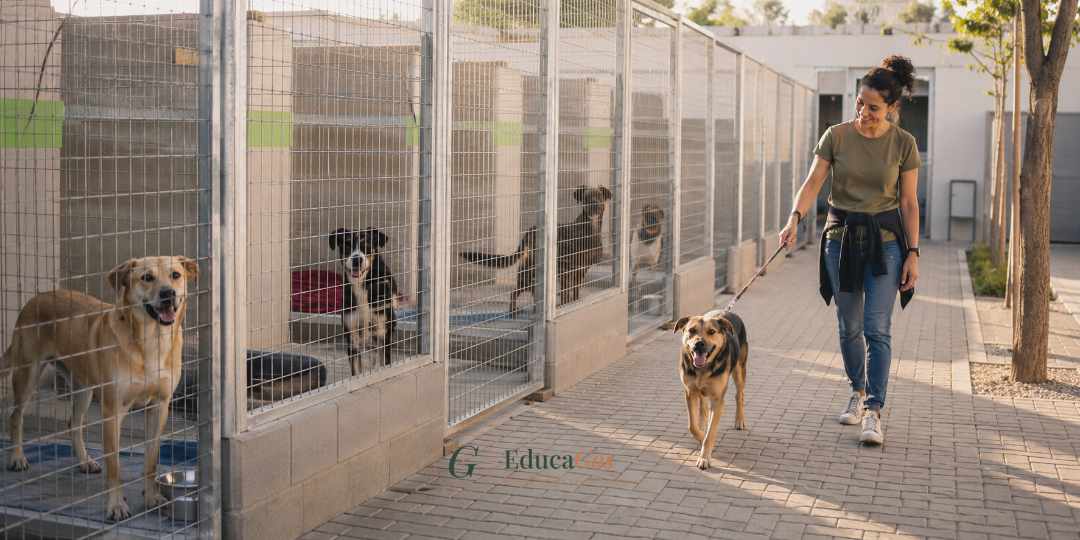 Adoptar en una protectora, qué esperar del proceso, protectora de perros en Barcelona durante el proceso de adopción.