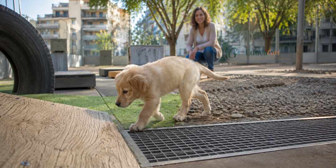 Cachorro en proceso de socialización para prevenir el miedo en perros adultos Cachorro en proceso de socialización para prevenir el miedo en perros adultos