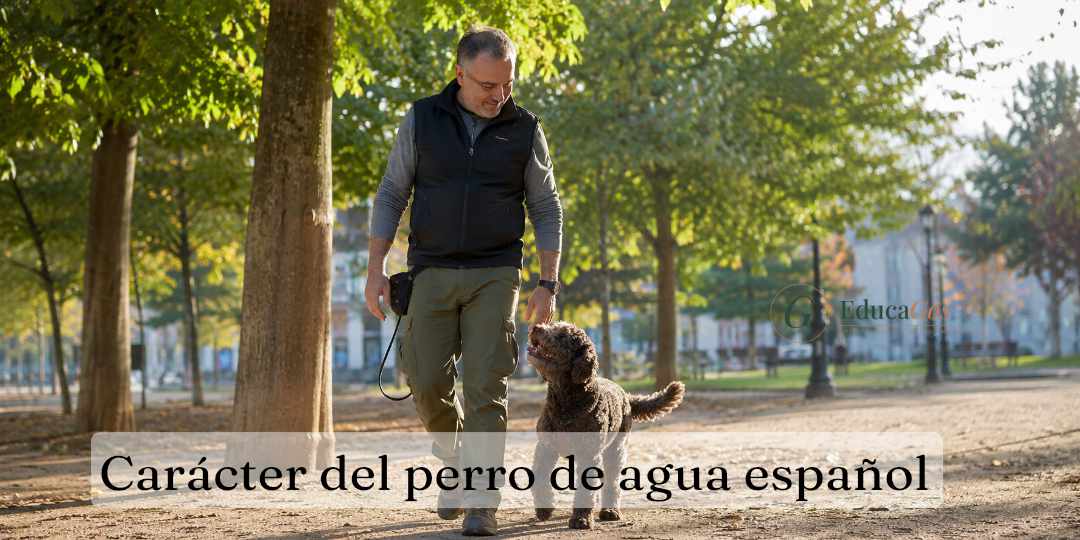 Carácter del perro de agua español, la verdad sobre su fama de raza agresiva