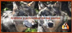 EducaGos Adiestramiento Canino place picture