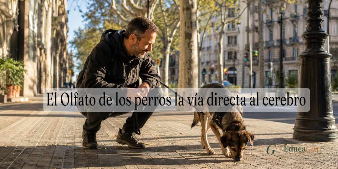El Olfato de los perros la vía directa al cerebro