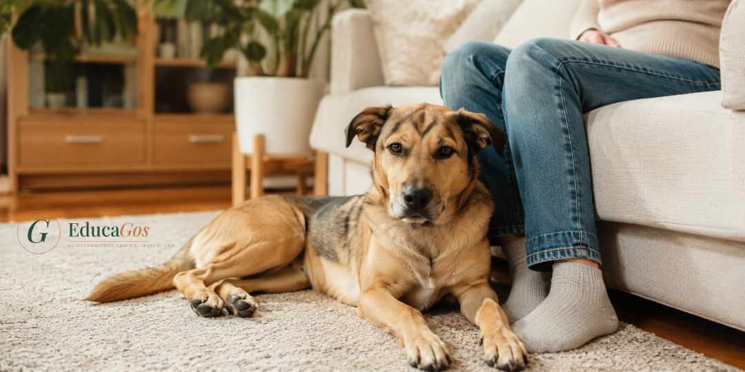 Perro adulto de raza mediana con expresión tranquila junto a su tutor en el hogar Perro adulto de raza mediana con expresión tranquila junto a su tutor en el hogar