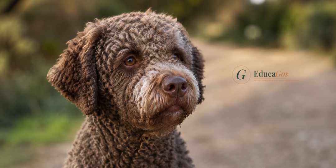 Perro de agua español de pelo rizado mostrando un temperamento equilibrado y atento Perro de agua español de pelo rizado mostrando un temperamento equilibrado y atento