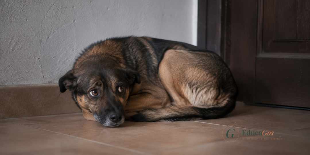 Perro mostrando señales de miedo, cola entre las patas y orejas hacia atrás Perro mostrando señales de miedo, cola entre las patas y orejas hacia atrás