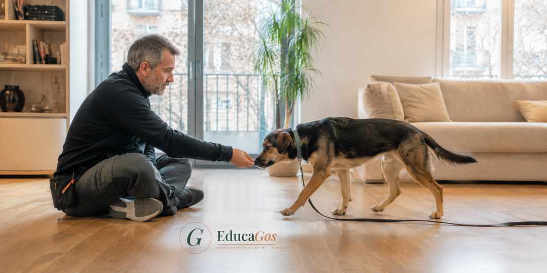 Técnico en modificación de conducta canina trabajando con un perro en una sesión a domicilio en Barcelona Técnico en modificación de conducta canina trabajando con un perro en una sesión a domicilio en Barcelona