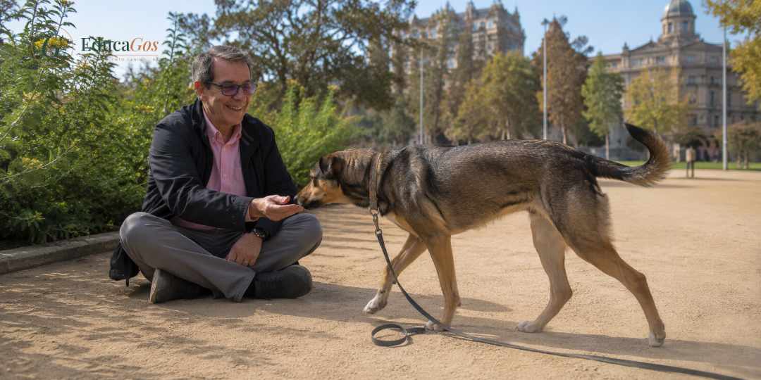 Técnico en modificación de conducta trabajando la desensibilización del miedo en un perro Técnico en modificación de conducta trabajando la desensibilización del miedo en un perro
