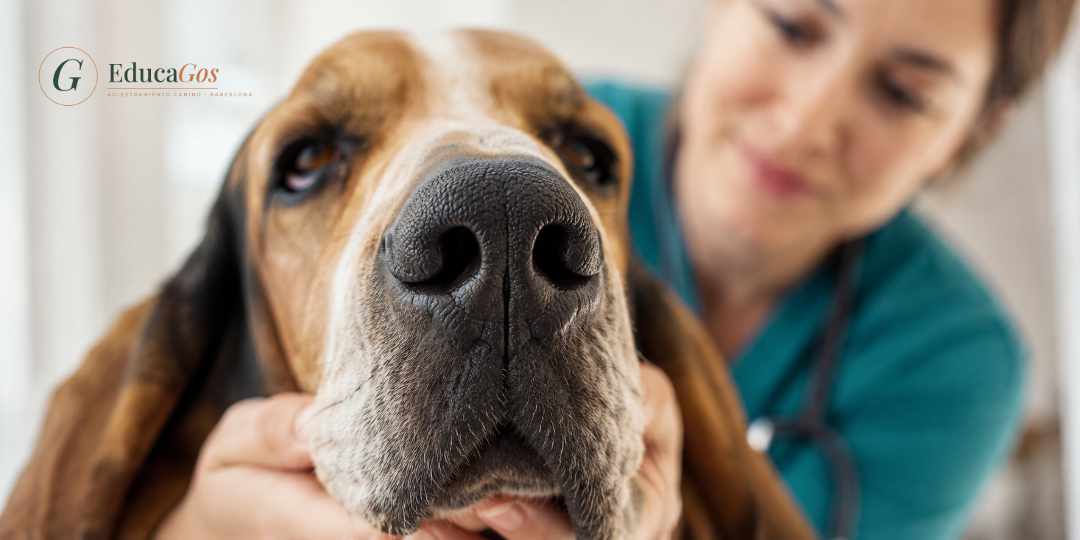 Primer plano de la nariz de un perro mostrando su capacidad olfativa