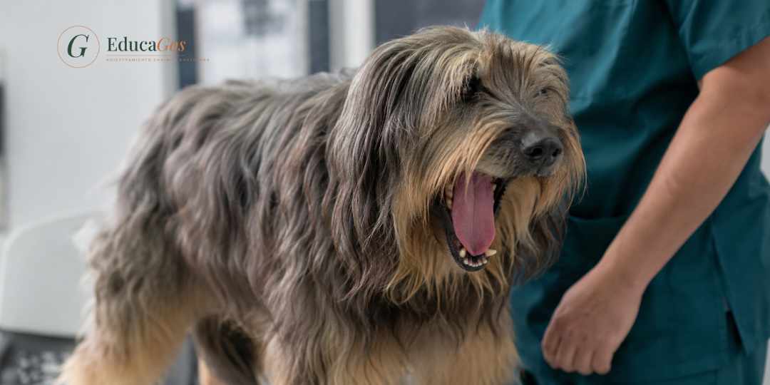 Perro bostezando como señal de estrés fuera de un contexto de sueño