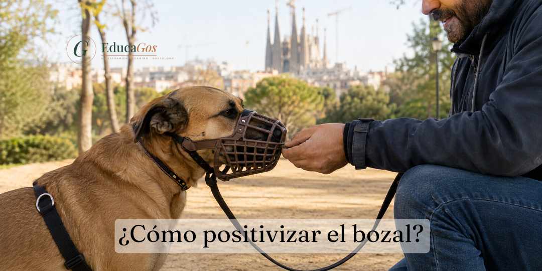 ¿Cómo positivizar el bozal? Guía paso a paso, con vídeo