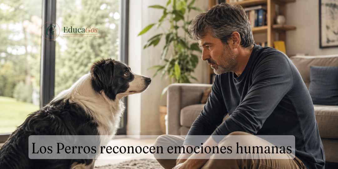 Hombre sentado en el salón observando con atención a su border collie junto a la ventana, reflejo del vínculo emocional entre guía y perro