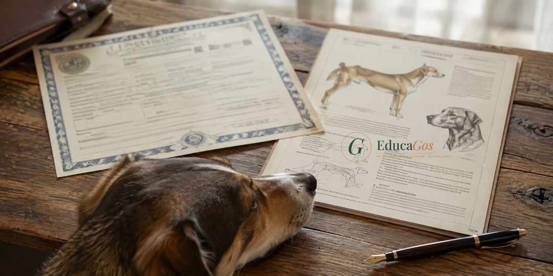 documento de pedigrí y estándar racial de un perro reconocido por la FCI. Razas caninas reconocidas por la FCI