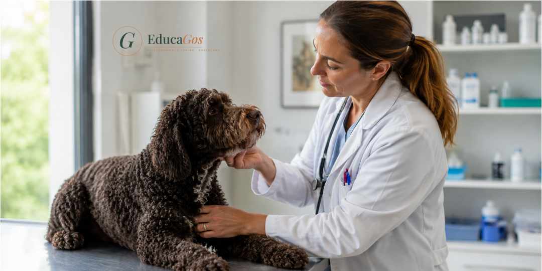veterinaria examinando un perro de agua español, raza española reconocida por la FCI