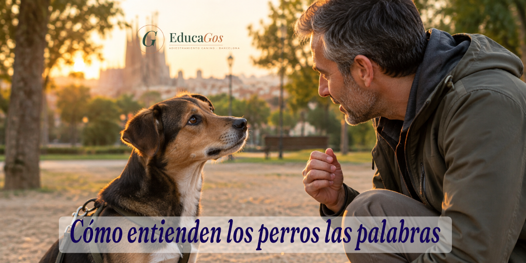 perro escuchando con atención las palabras de un hombre en un parque