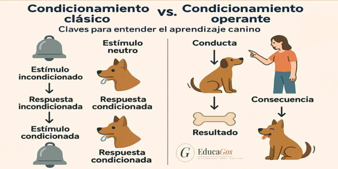 Infografía comparativa entre condicionamiento clásico y condicionamiento operante en perros