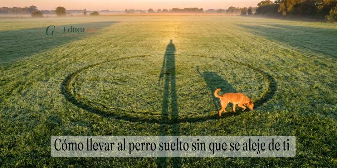 Perro suelto explorando dentro de un radio alrededor de su tutor en un parque al amanecer
