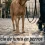 Ejercicio de junto en perros, cómo enseñar a tu perro a caminar a tu lado (con vídeo)