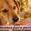 Golosinas para perros, cómo elegir chuches que sumen en su educación