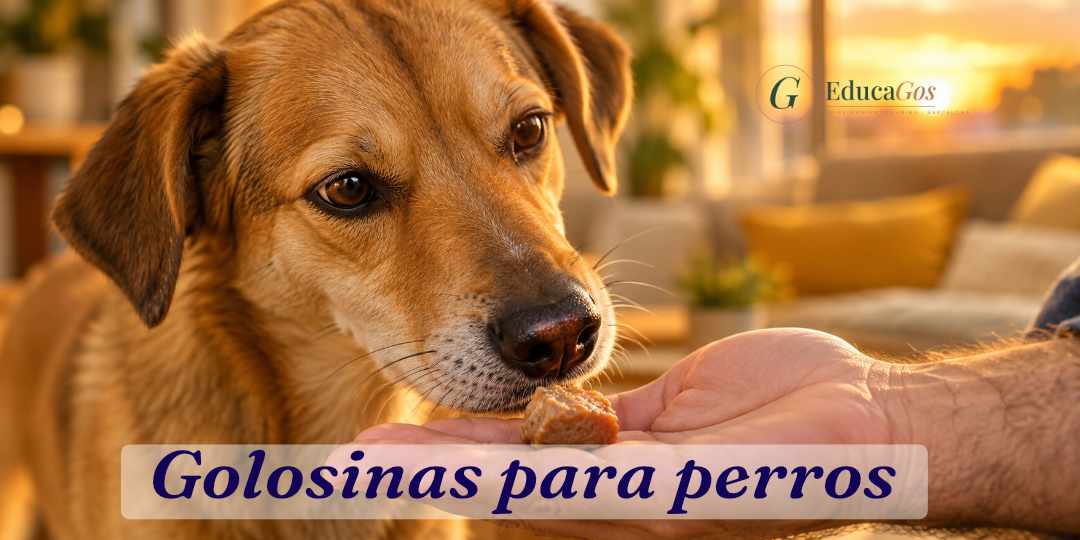 Perro olfateando una golosina pequeña y blanda en la palma de una mano