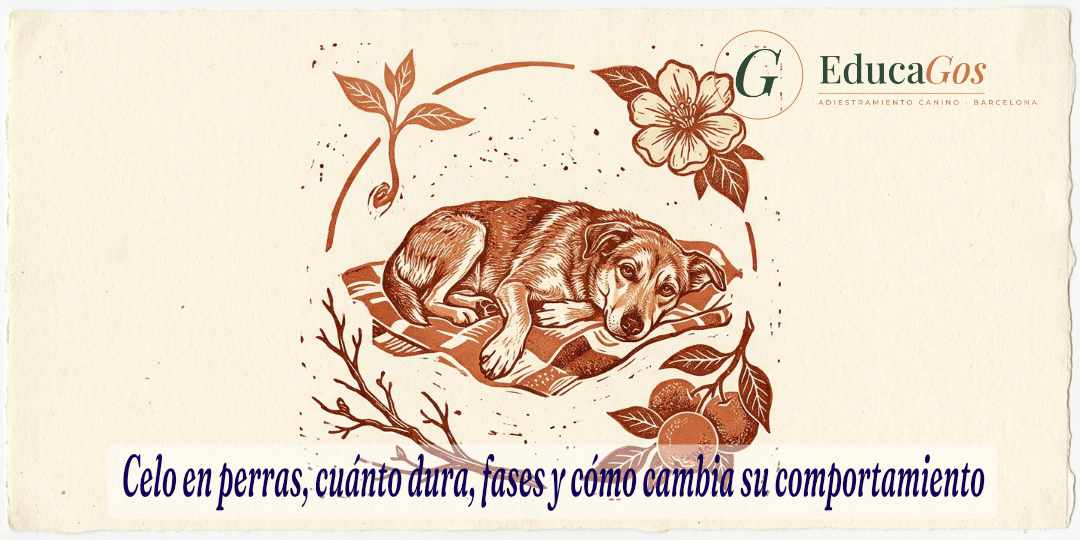 Grabado de una perra tumbada rodeada de un círculo de motivos que representa el ciclo del celo en perras