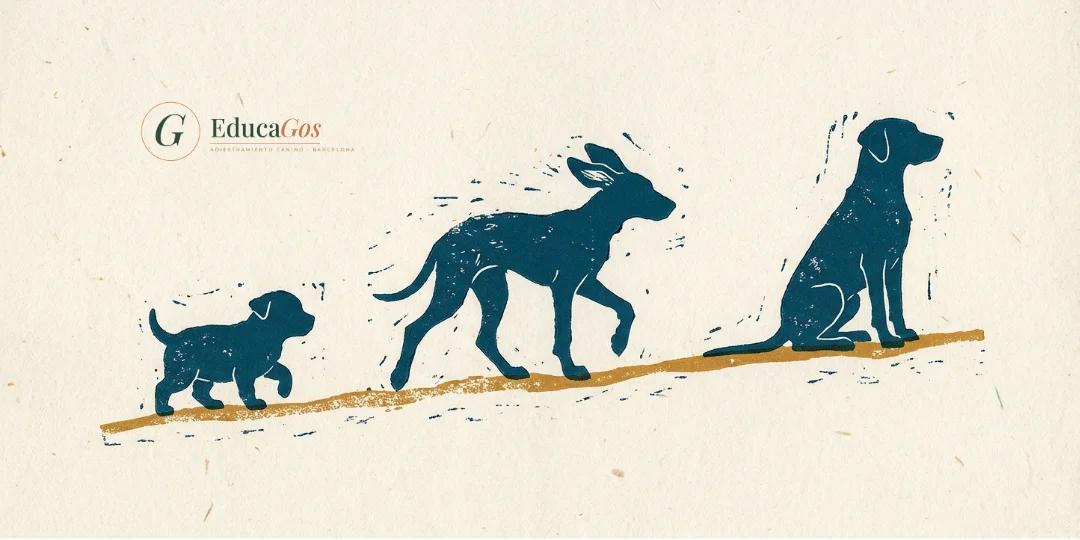 Ilustración de un mismo perro en tres etapas, cachorro, adolescente y adulto