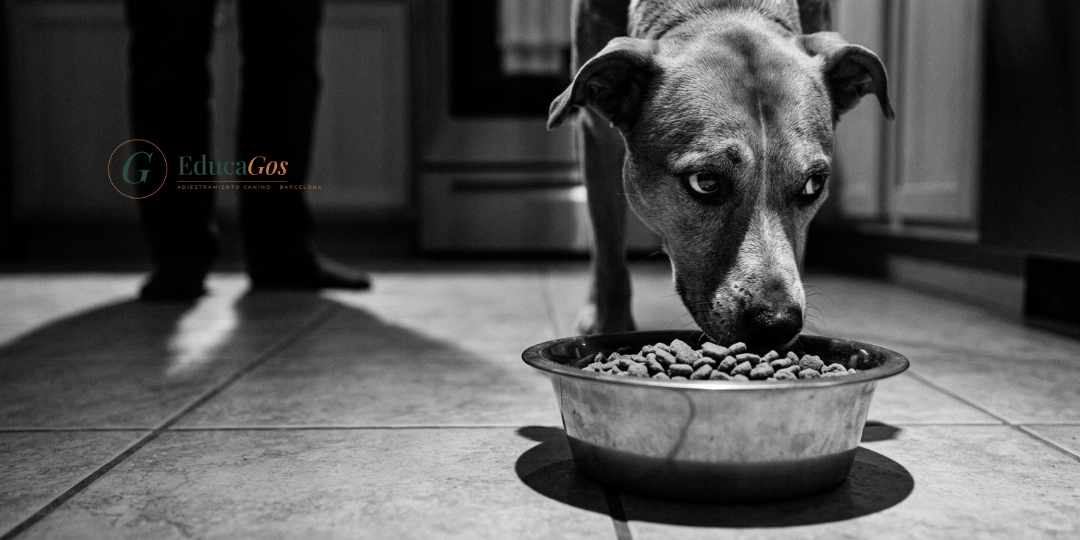 Perro vigilando su comedero con la mirada de reojo mientras una persona se acerca, ejemplo de protección de recursos