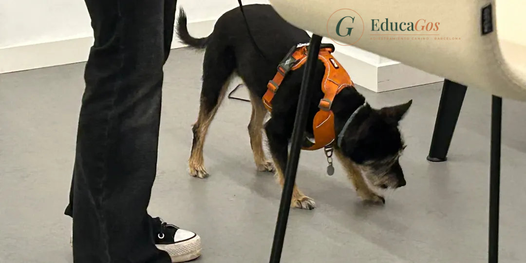 Perro con arnés naranja olfateando bajo una silla durante un ejercicio de búsqueda en el taller. Perros en la oficina Perro con arnés naranja olfateando bajo una silla durante un ejercicio de búsqueda en el taller. Perros en la oficina
