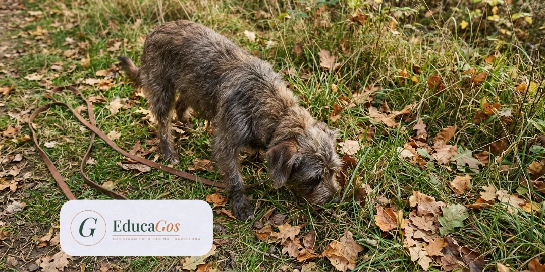 Perro olfateando el césped con la correa floja durante su paseo libre Perro olfateando el césped con la correa floja durante su paseo libre