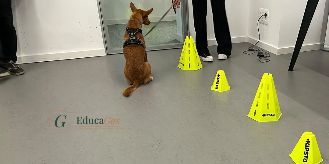 taller perros empresa circuito conos Circuito de conos amarillos en una sala de reuniones con un perro sentado atento durante una sesión de estimulación cognitiva